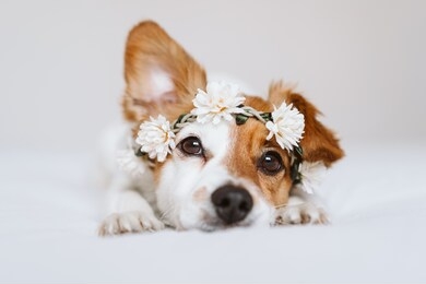 beautiful jack russell dog at home wearing a white wreath of flowers. springtime and lifestyle concept