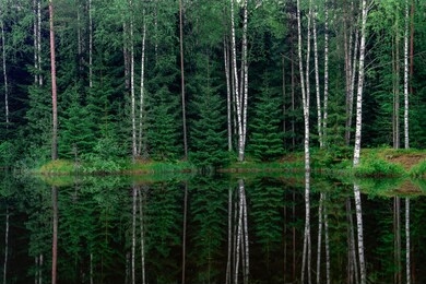 mixed forest and its reflection in the pond. leningrad region, russia