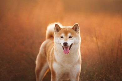 close-up portrait of beautiful red shiba inu dog standing in the field at golden sunset in summer. happy japanese shiba inu dog in backlight
