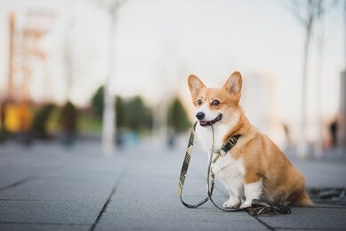 happy welsh corgi pembroke dog portait holding a leash during a walk in the city center