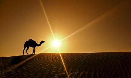 silhouette of a camel walking alone in the dubai desert