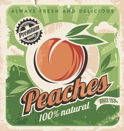 peaches, vintage poster template. retro design concept for fruit farm. 