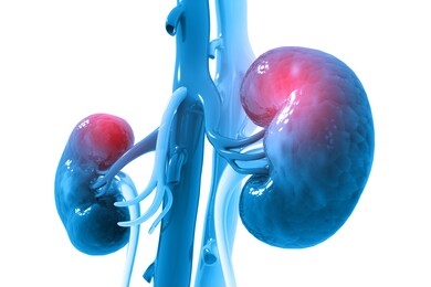 human kidney on scientific background. 3d illustration