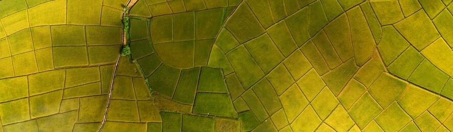  rice terrace aerial shot. image of beautiful terrace rice field in chiang mai thailand . top view landscape. 