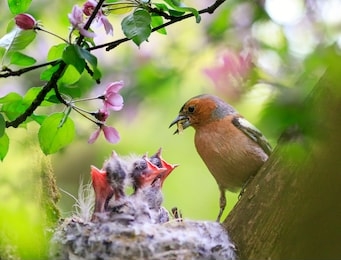 songbird male finch feeds its hungry chicks in a nest in a spring blooming garden