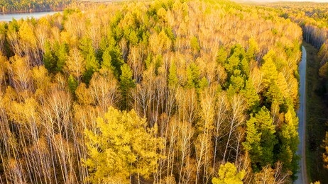 flying over the autumn mixed forest during sunset. the surroundings of yekaterinburg. ural, russia, aerial view  
