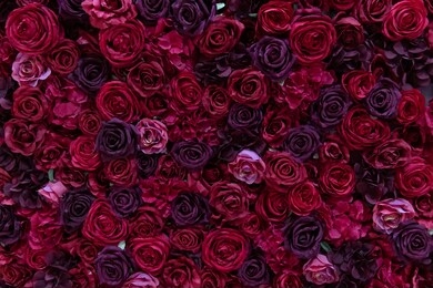 red and purple paper roses background. wall made of paper flowers. floral interior. 