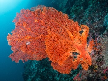 gorgonians sea fan soft corals alcyonacea are invertebrates. colonies of polyps held by calcium carbonate. coral polyp and zooxanthellae algae help to produce rich colors in hard sclerites skeletons.