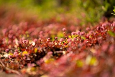 beautiful parasitic plants on the tree.
