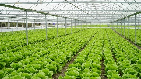 lettuce grown in the greenhouse in the greenhouse