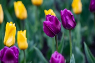 nice color tulip flowers after the spring rain nature flora