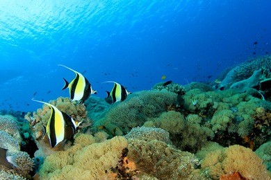 moorish idol fish on coral reef underwater