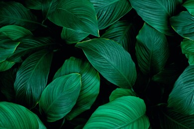 leaves of spathiphyllum cannifolium, abstract green texture, nature background, tropical leaf