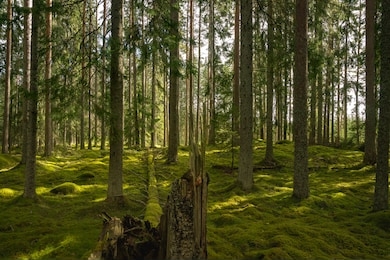 old and very beautiful fir forest in sweden with a thick layer of green moss on the forest floor and sunlight shining through the branches. a fallen tree over grown by moss lying on the ground