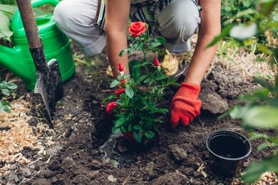 woman gardener transplanting red roses flowers from pot into wet soil. summer spring garden work.