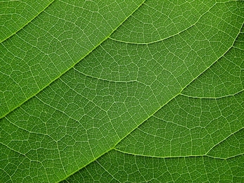 close up green leaf of bastard teak ( butea monosperma )