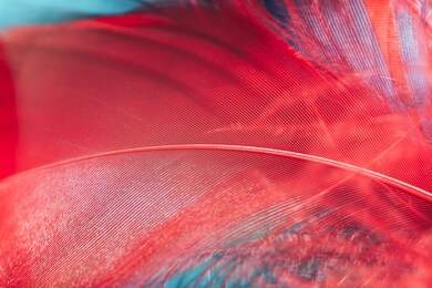 beautiful bird feather on a wooden table and green wall  background texture.
