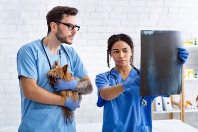 veterinary doctor with assistant and little patient examining xray in animal clinic