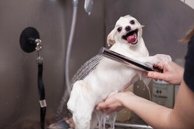 happy cute small dog enjoying being washed at grooming salon. veterinary, pet care concept