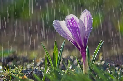 flower of white-purple crocus on the background of rain drops tracks
