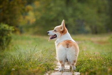 corgi butt dog pembroke welsh corgi walking outdoor in summer park