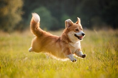 corgi dog pembroke welsh corgi walking outdoor in summer park