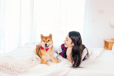 pet lover concept. a girl is sleeping with a shiba inu dog on a bed in a white japanese-style bedroom.