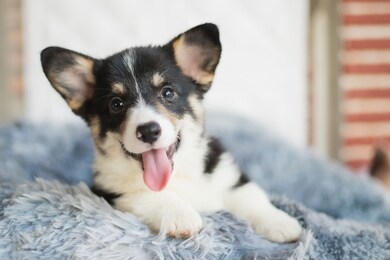 funny lovely baby dog corgi ,portrait cute puppy corgi smiles