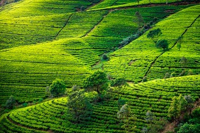 tea plantation in sri lanka. beautiful landscape
