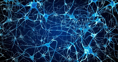 neurons in the head - flight, neuroactivity, synapses, neurotransmitters, brain, axons