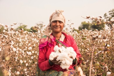 indian woman harvesting cotton in a cotton field, maharashtra, india.