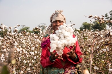 indian woman harvesting cotton in a cotton field, maharashtra, india.