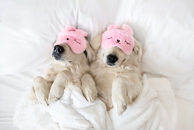 two golden retriever dogs sleeping in pink sleeping mask, top view