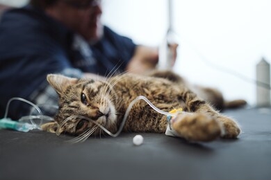 cat gets a drip in a veterinary clinic.