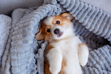 cute welsh corgi pembroke puppy lying on a blanket, puppy on a blanket lying on his back