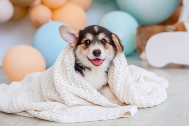 cute welsh corgi pembroke puppy wrapped in a blanket