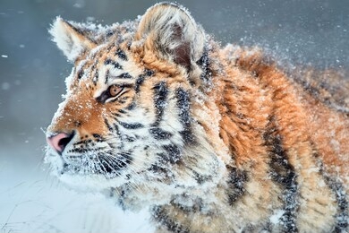 side portrait of young siberian tiger, panthera tigris altaica,  male with snow in fur, walking in deep snow during snowstorm. taiga environment, animal in freezing winter.