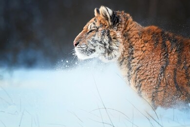 side portrait of young siberian tiger, panthera tigris altaica, male with snow in fur, walking in deep snow against snowstorm. taiga environment. animals in freezing cold winter.
