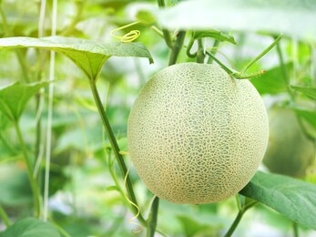 organic green net melon or cantaloupe fruit hanging on a melon tree in the greenhouse farm.