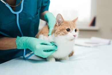 close-up of female vet in protective gloves examining the pet with stethoscope in vet clinic
