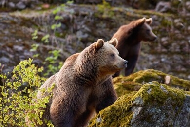 group of  brown bears, ursus arctos, mother with  older cub in autumn european forest. bear with cub on rock, covered in moss, looking to right.  typical mountain environment, autumn.  slovakia