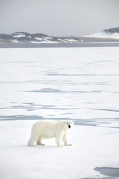 polar bear photographed in the svalbard
