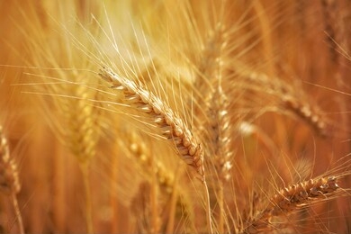 closeup of ears of golden wheat on the field