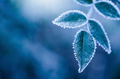 frosty winter leaves abstract