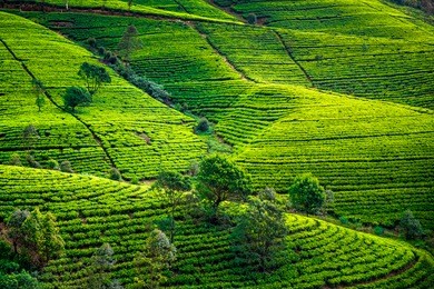 tea plantation in sri lanka. beautiful landscape