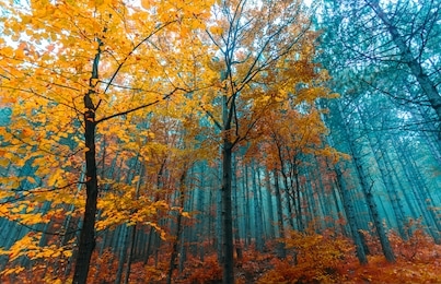 beautiful autumn forest.vivid nature in autumn time 