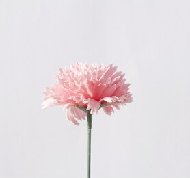 pink carnation flower made from soap on white background. pink cloves flowers 