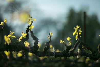 new leaves on grape vines against background of trees and blue sky. springtime in wine country.