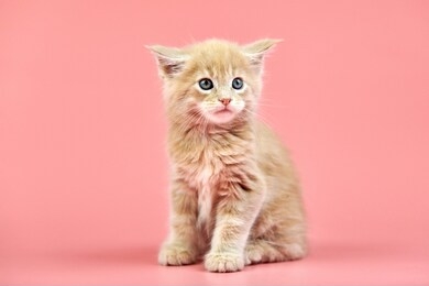 maine coon cream kitten. cute shorthair purebred cat on pink background. beige hair attractive kitty from new litter.