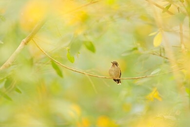 tropic wildlife, bird in yellow flower hummingbird drinking nectar from pink flower. feeding scene with speckled hummingbird. bird from colombia tropical forest. exotic bird with flower in forest. 